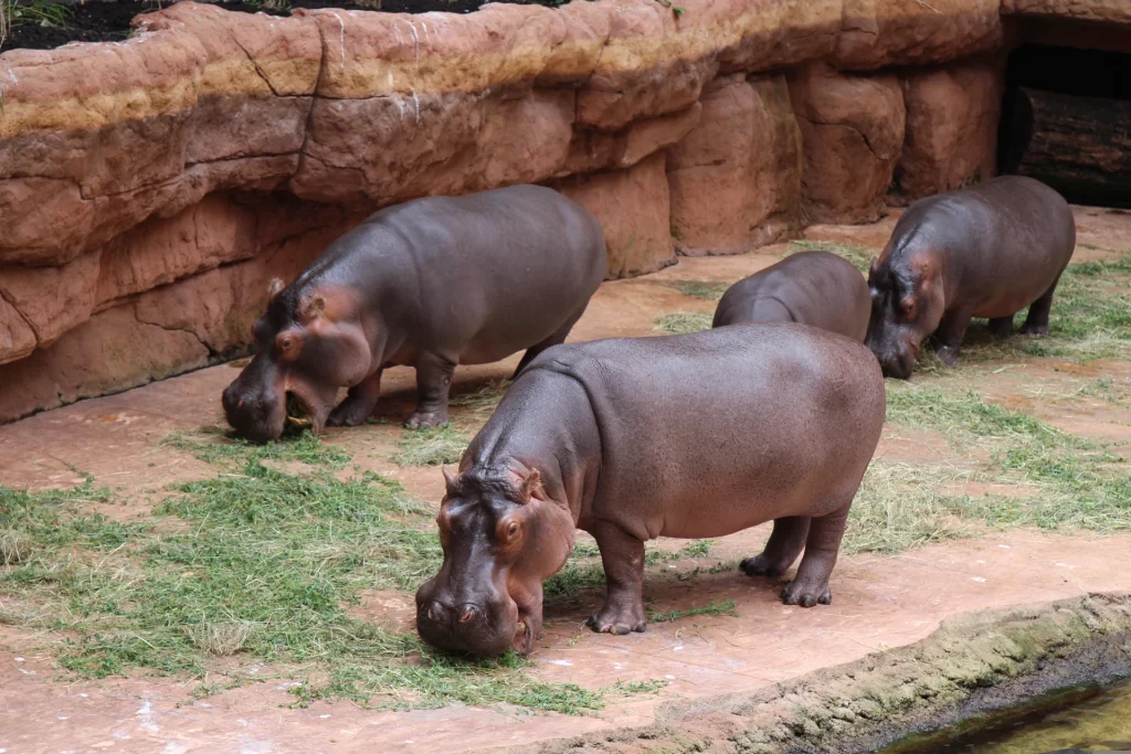 Wrocław Zoo and Afrykarium